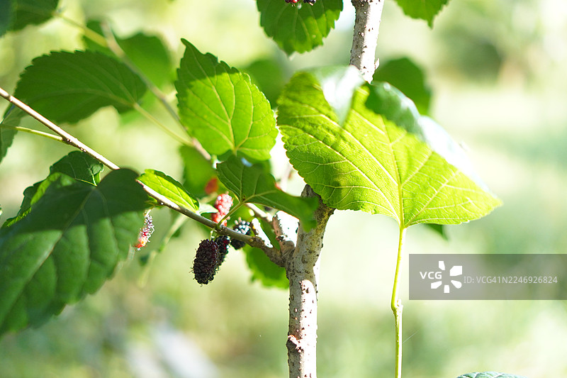 花园里盛开的桑葚果，自然背景图片素材
