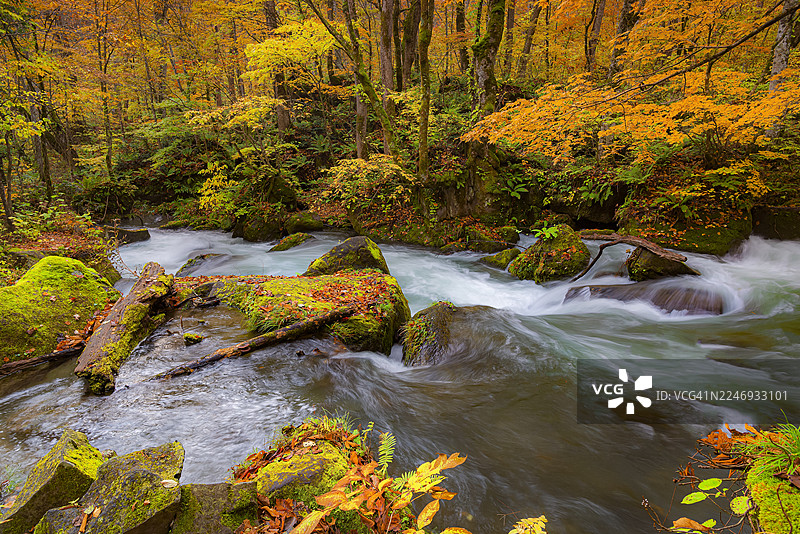秋季日本青森县十和田市奥入濑溪流的风景图片素材