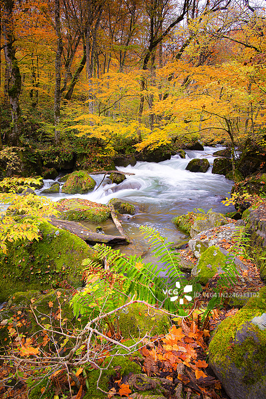 秋季日本青森县十和田市奥入濑溪流的风景图片素材