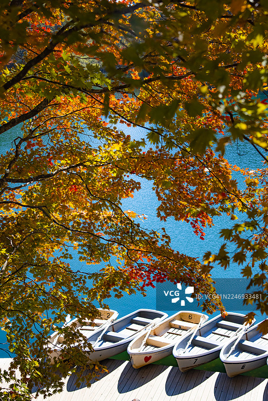 日本福岛五色沼秋季景色，枫树色彩斑斓，游船点缀其间图片素材