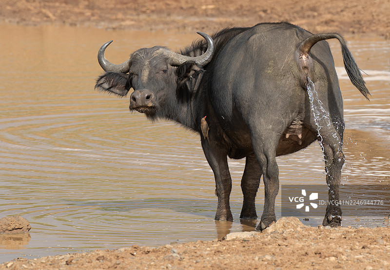 非洲水牛图片素材
