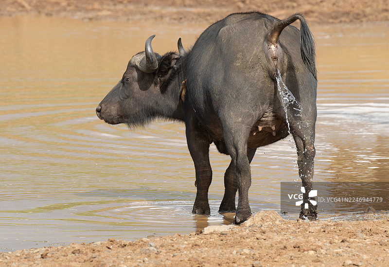 非洲水牛图片素材