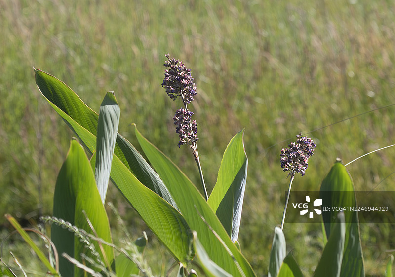 水生草本植物图片素材