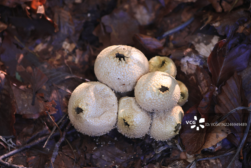普通马勃菌 (Lycoperdon perlatum)图片素材