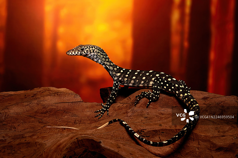 佩伦特巨蜥图片素材