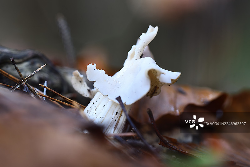 白杯伞图片素材