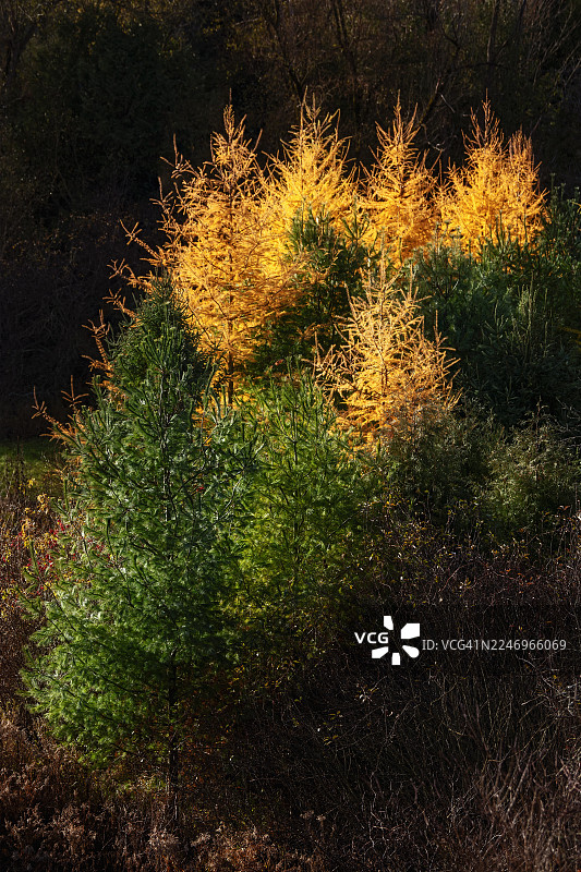 落叶松、松树和云杉图片素材