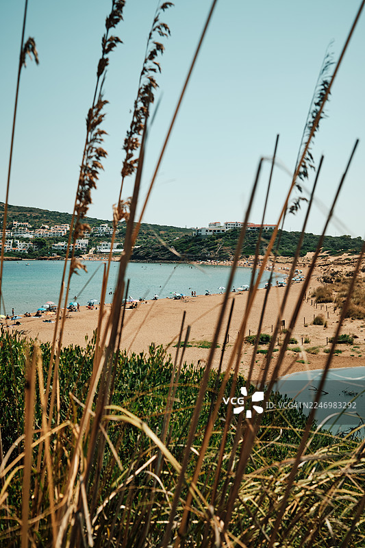 海滨沙丘上的草随风摇曳，背景是美丽的海滩图片素材