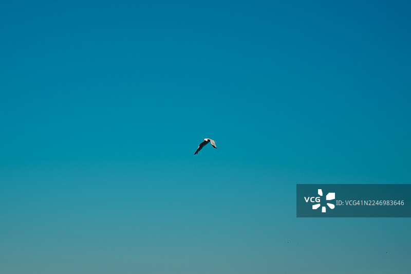 海鸥在晴朗的蓝天中飞翔，象征着自由图片素材