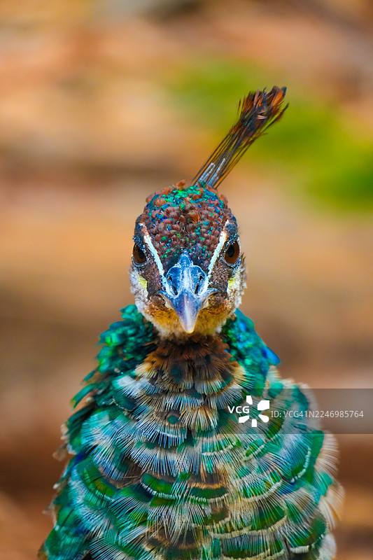 雌孔雀头部特写肖像图片素材