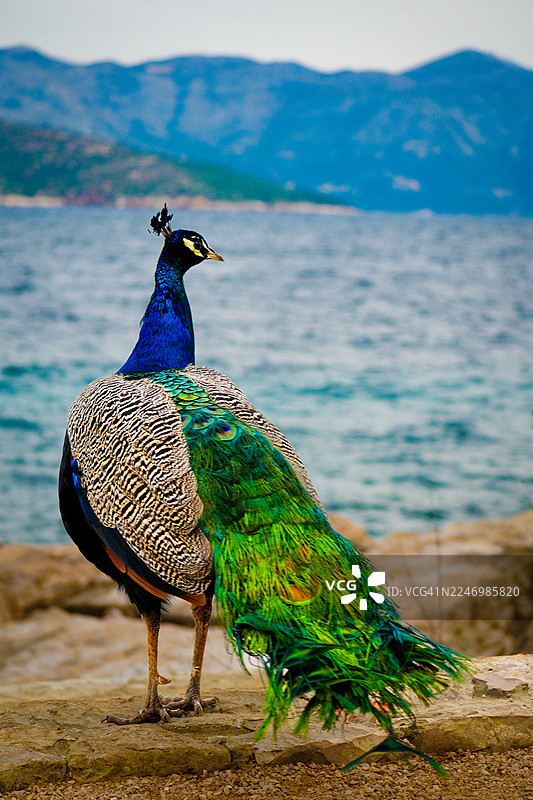 克罗地亚洛库姆岛海边的孔雀图片素材