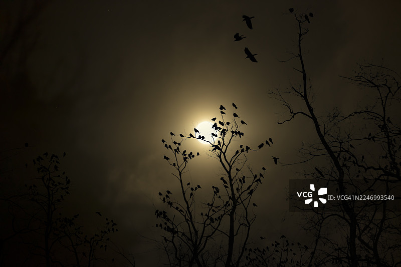 冬天，乌鸦栖息在树枝上，背景是圆月图片素材