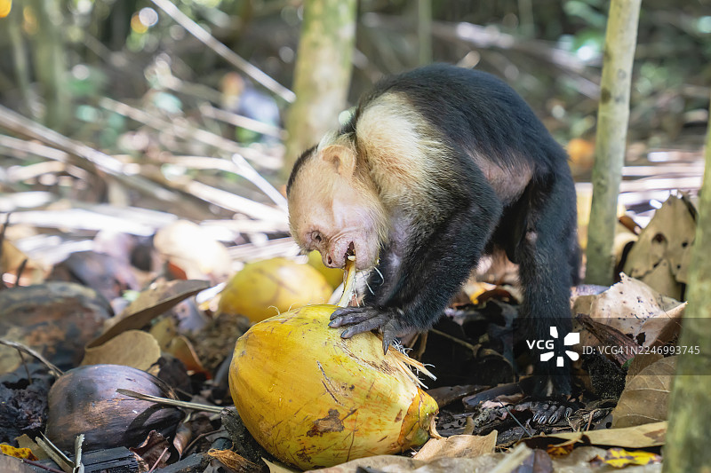 白头卷尾猴在热带雨林中取食椰子图片素材