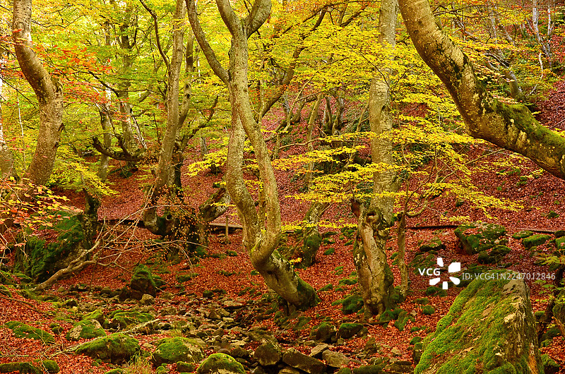 西班牙莱昂锡内拉山毛榉森林的秋日景象，这里是西班牙最美的森林之一图片素材