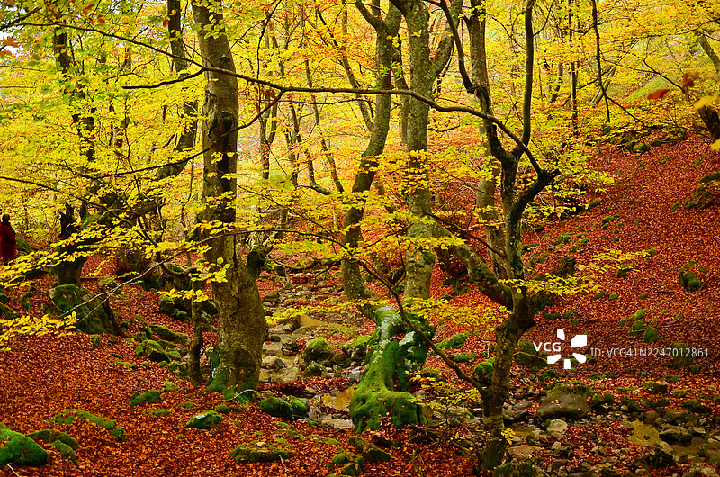 莱昂锡涅拉的秋季山毛榉森林，这是西班牙最美丽的森林之一图片素材