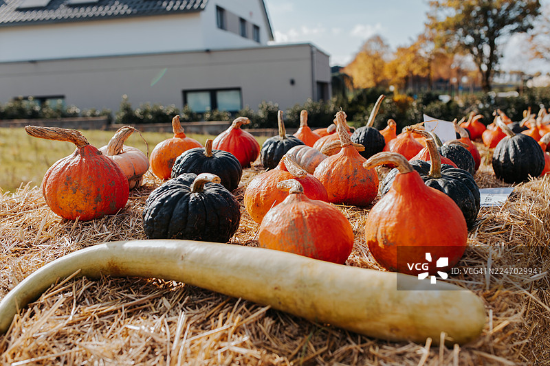 秋季南瓜地展示，干草堆上摆放着各种南瓜，在秋季节庆活动中展示图片素材