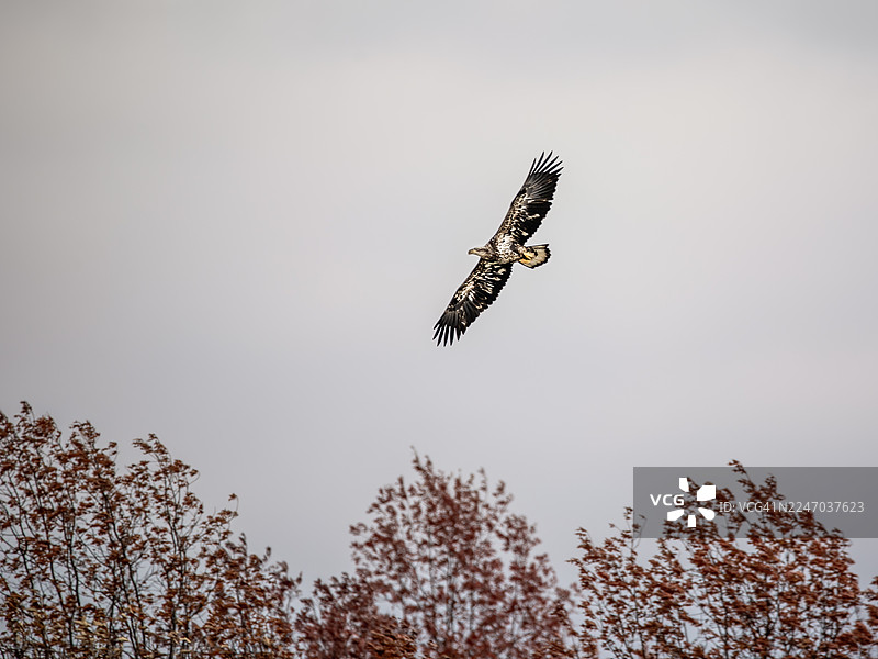 展翅翱翔的幼年白头海雕图片素材
