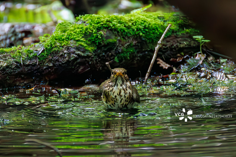 日本灰鸫，指名亚种。在泉水中沐浴。野鸟。观鸟，日本山梨县富士吉田市大宝泉水 - 2025图片素材
