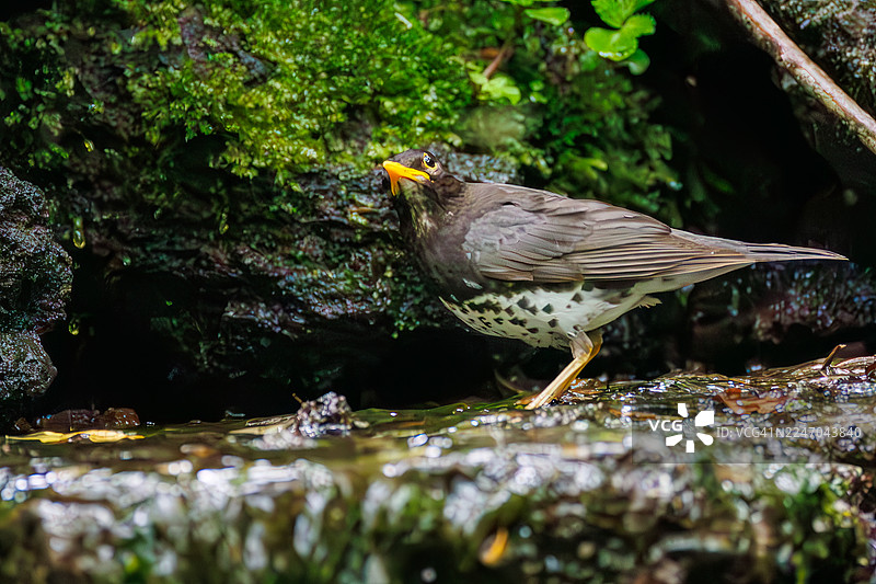 日本灰鸫（Turdus cardis）在日本山梨县富士吉田市大菩萨岭的泉水中沐浴。野生鸟类。观鸟。- 2025图片素材