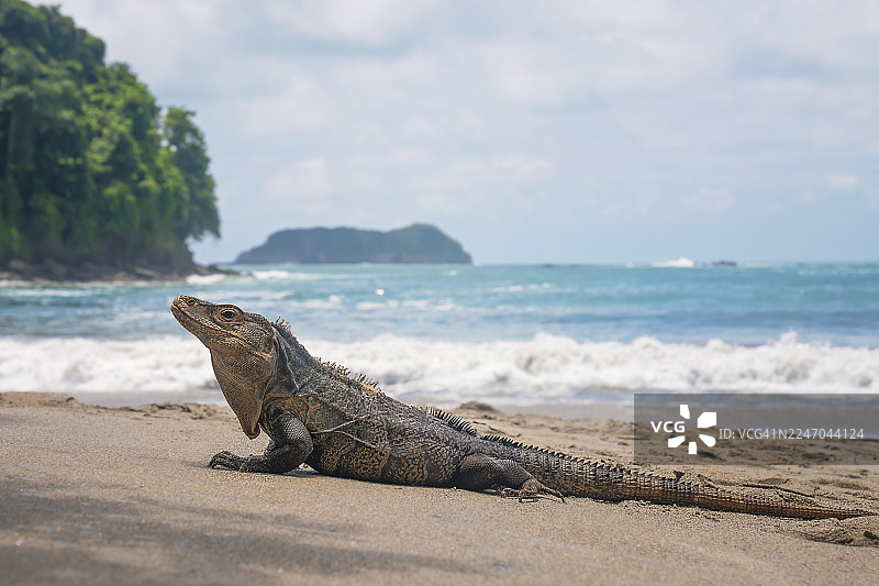 哥斯达黎加热带海滩上的黑鬣蜥图片素材