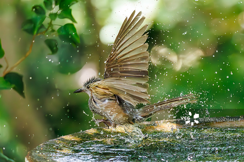 褐耳鹎(Hypsipetes amaurotis)在水盆中沐浴。日本神奈川县秦野市高滨山公园权现山鸟类保护区 - 2025。图片素材