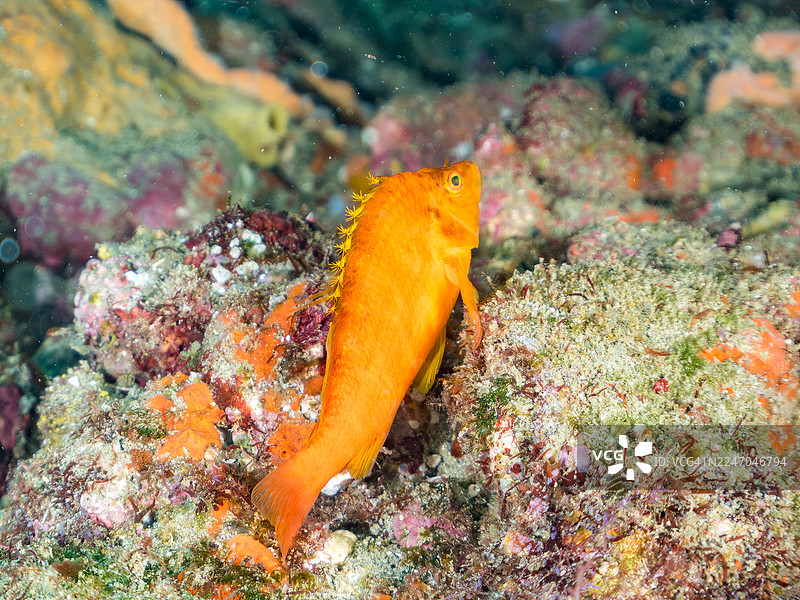 黄鹰鲉，金鹰鲉，软珊瑚，软珊瑚，软珊瑚。以及其他。鱼群。日本静冈县伊豆半岛南伊豆町中木港 Hirizo 海滩 - 2025图片素材