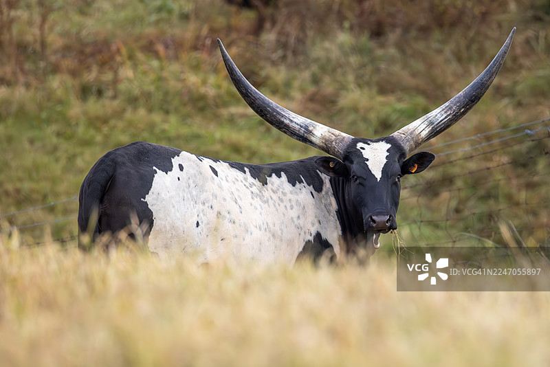 安科勒牛在牧场上站立图片素材