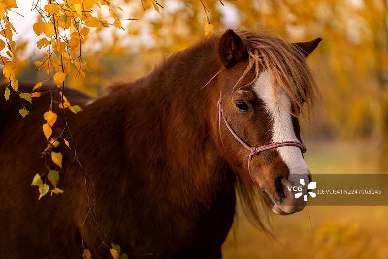 棕色设特兰小马的秋季肖像图片素材