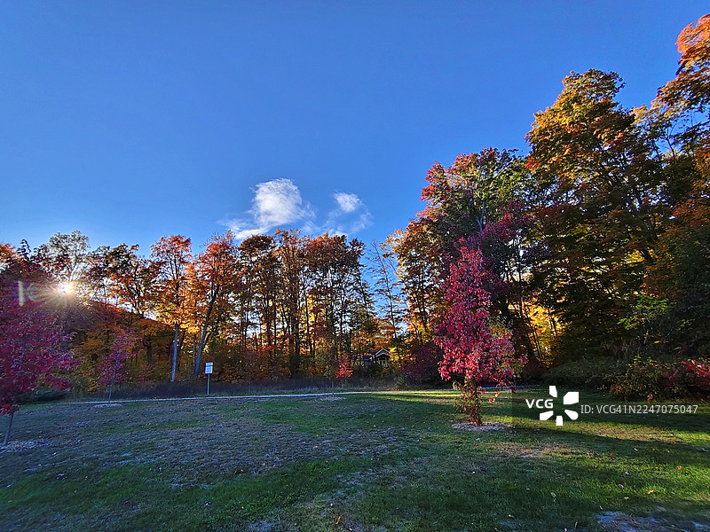 秋季美丽的秋叶/傍晚的阳光透过汤姆·麦卡洛公园/安大略省麦克尼科尔港/加拿大的树林图片素材