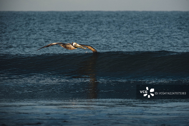 巴亚尔塔港里维埃拉纳亚里特 - 鹈鹕掠过海浪图片素材