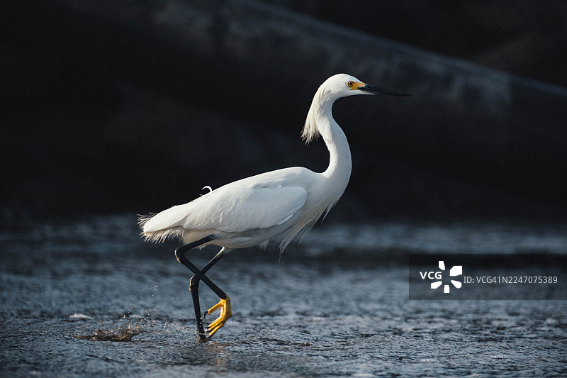 波多黎各巴亚尔塔，里维埃拉纳亚里特——悄悄跟踪白鹭图片素材