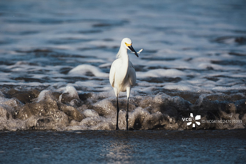 波多黎各巴拉尔塔里维埃拉纳亚里特 - 一只捕到鱼的雪鹭图片素材