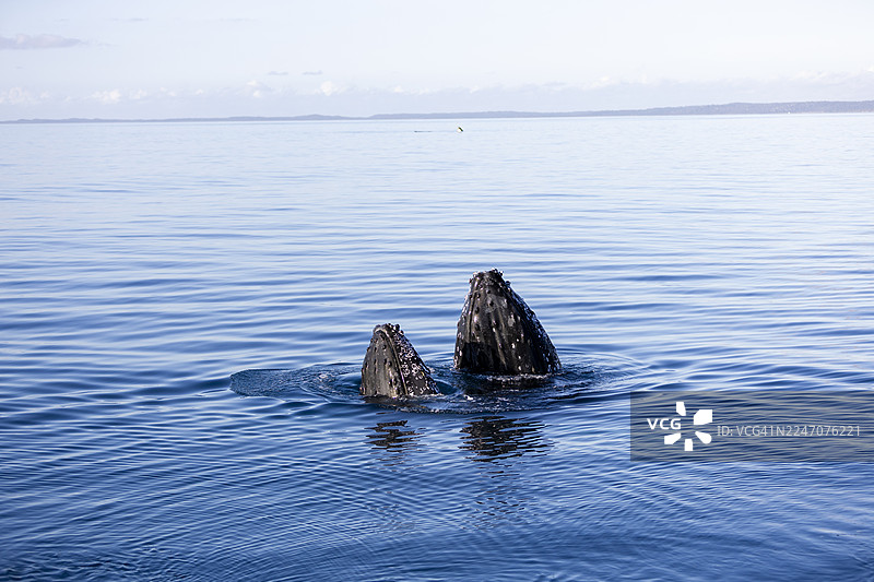 双重间谍跳跃图片素材
