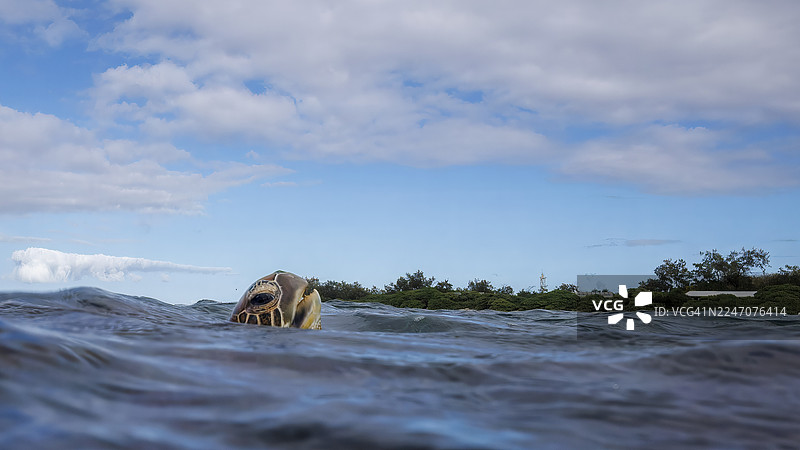 海龟的头从水中探出图片素材