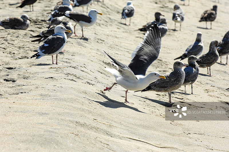 鸟类起飞图片素材