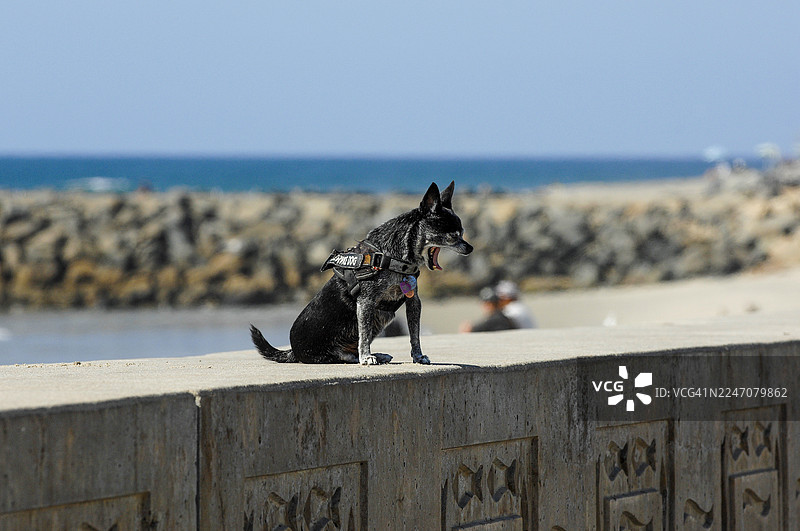 打哈欠的狗图片素材