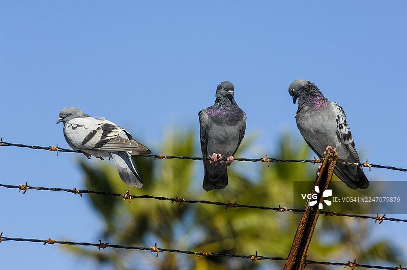 三只鸽子图片素材