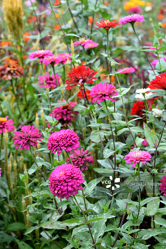 百日草：全年盛开的鲜艳色彩一年生花卉图片素材