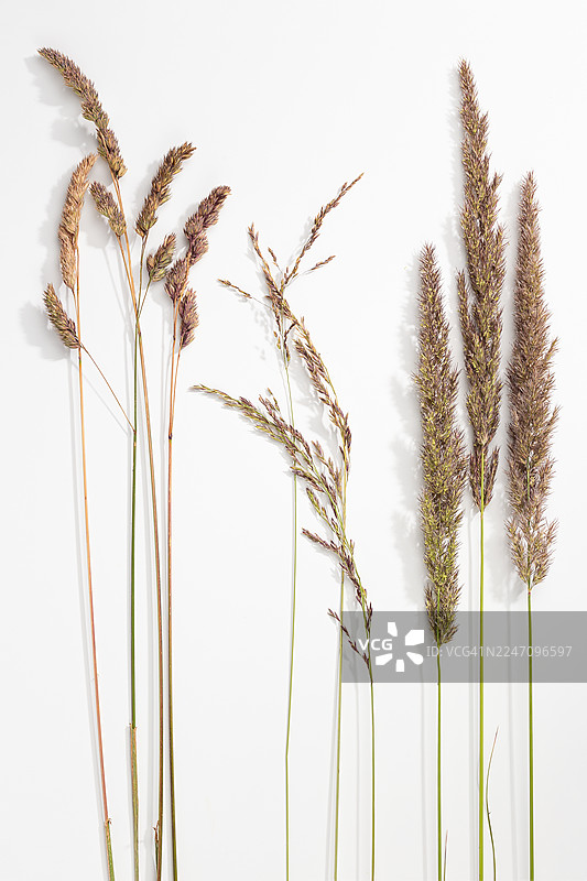白色背景上分离的各种草本植物，带有开花的种子头。鸭茅、早熟禾、丛草和野生草穗，干燥的花序，植物静物。图片素材