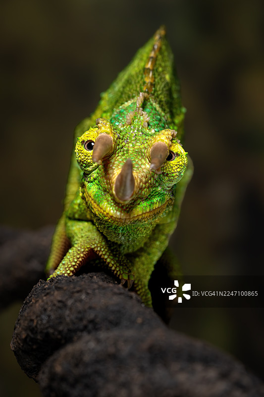 杰克逊变色龙图片素材