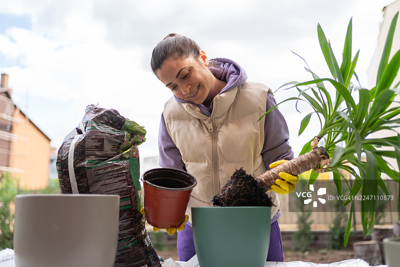 在后院照料家养植物图片素材