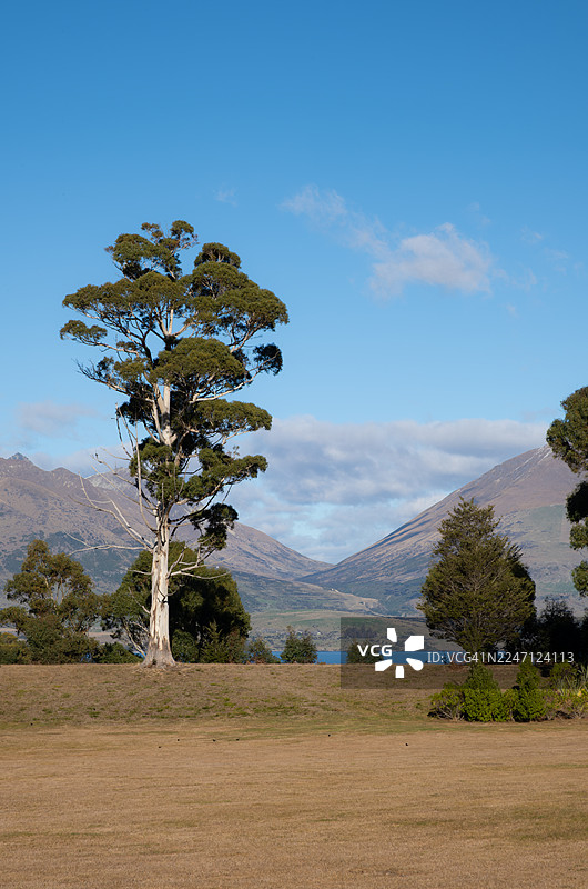 卡希卡提亚树、瓦卡蒂普湖与南阿尔卑斯山图片素材