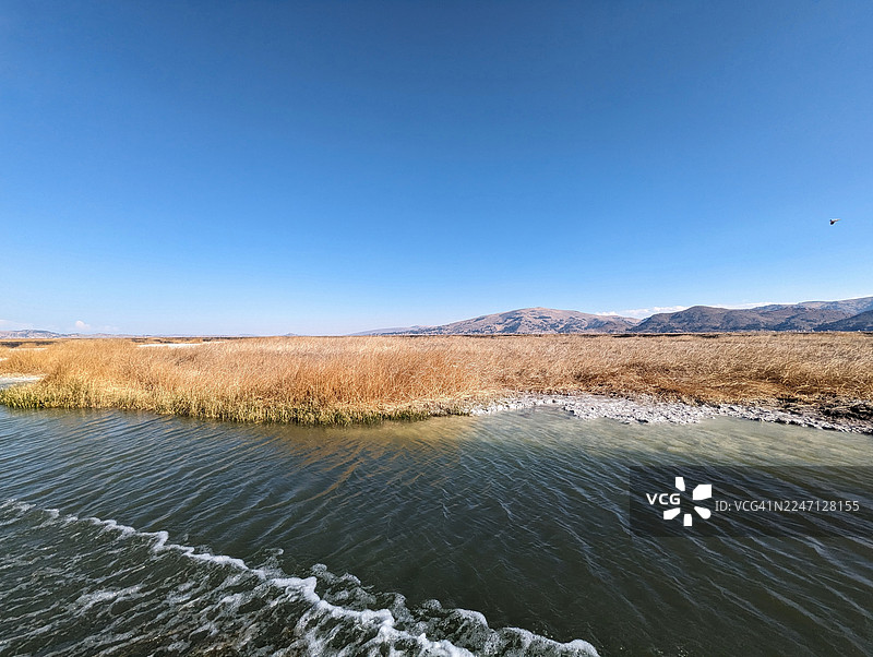 托托拉芦苇。的的喀喀湖图片素材