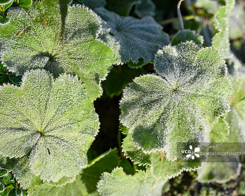 苏格兰的 त्याची叶片上的霜图片素材