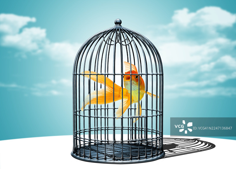 笼子里的金鱼图片素材