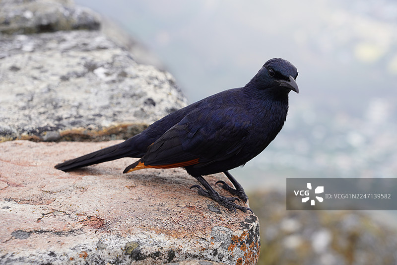 特写桌山上的红翅椋鸟，南非开普敦图片素材
