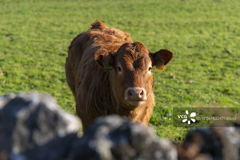 一只可爱的棕色奶牛正从干石墙探出头来图片素材