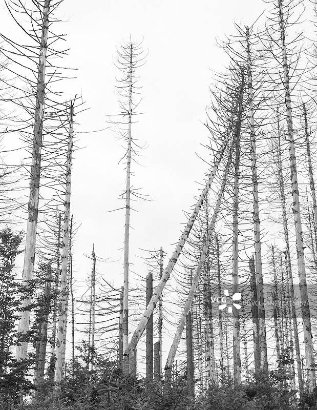 黑白图像,贫瘠森林中的枯树和树桩,笔直、光秃、部分弯曲、倒下的枯树干,欧洲云杉(Picea abies)在明亮的天空下,森林,枯木,森林更新,自然更新,树木死亡图片素材