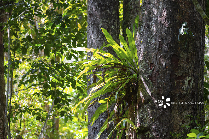 附生植物，蕨类植物，丛林中杂生的树木，阿马尼自然森林保护区，东萨姆巴拉山脉，坦噶，坦桑尼亚图片素材