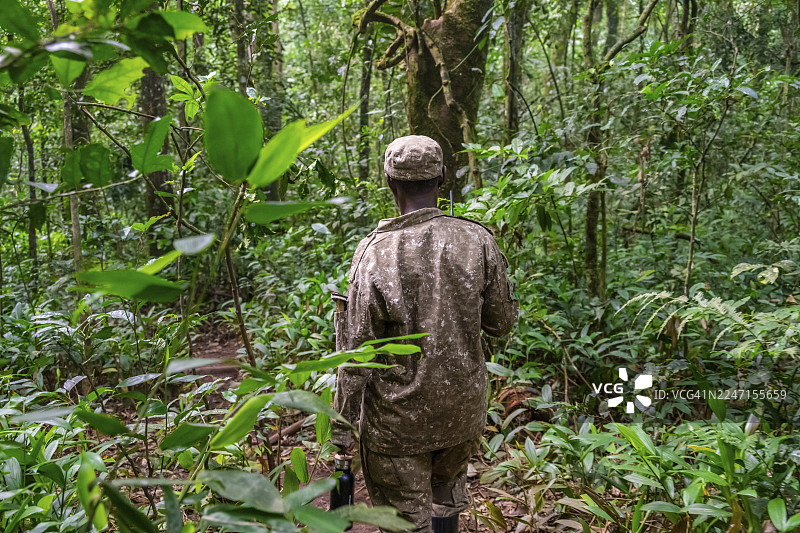 乌干达基巴莱国家公园的游侠在丛林中奔跑图片素材